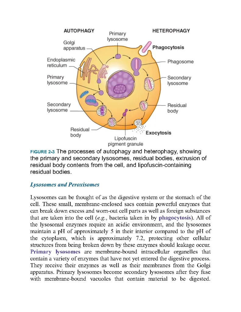 Porth's essentials of pathophysiology - concepts of altered - Carol Porth; Tommie L Norris; Rupa Lalchandani Tuan - 5th, 2019_Page81.webp