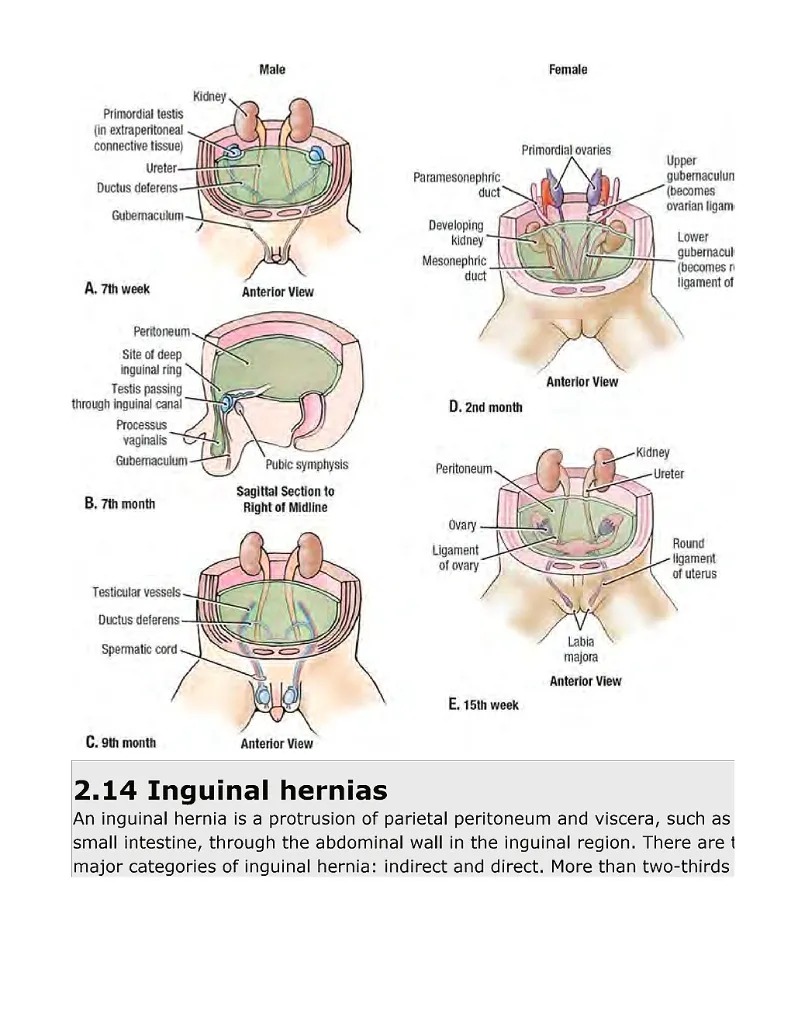 Grant's Atlas of Anatomy, 12th Edition_Page250.webp