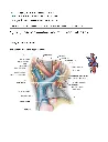 Grant's Atlas of Anatomy, 12th Edition_Page163.webp